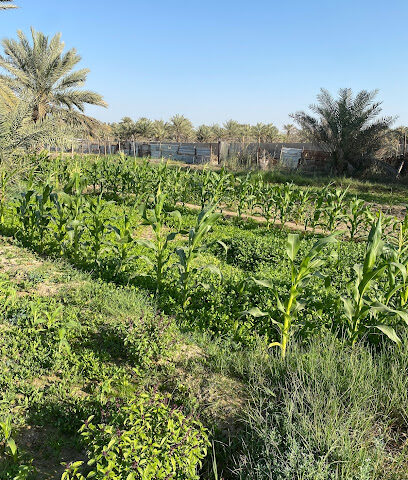 مزرعة حسن حمد الحليو - Safwa - +966 50 482 4575