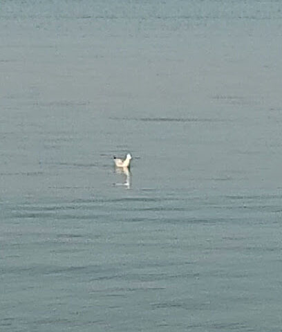 شاطئ ينبع - Yanbu -