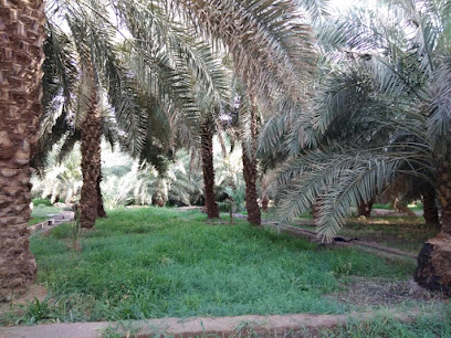 مزرعة الدريوشي - Al Madinah Al Munawwarah -
