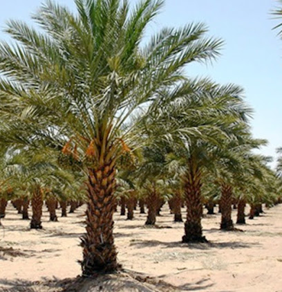 مزرعة النخل - Bisha -