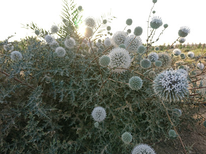 Majra Hafar Al Batin - Hafar Al Batin -