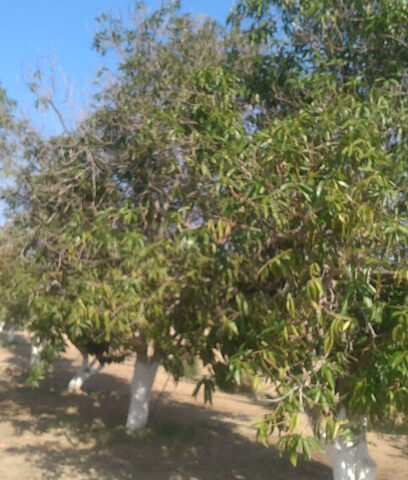 مزرعة /عبدالهادي البراهيمي - Al Fuqayyir - +966 50 120 1535