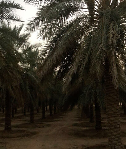 مزرعة غريس - Al Bukayriyah - +966 50 546 2303