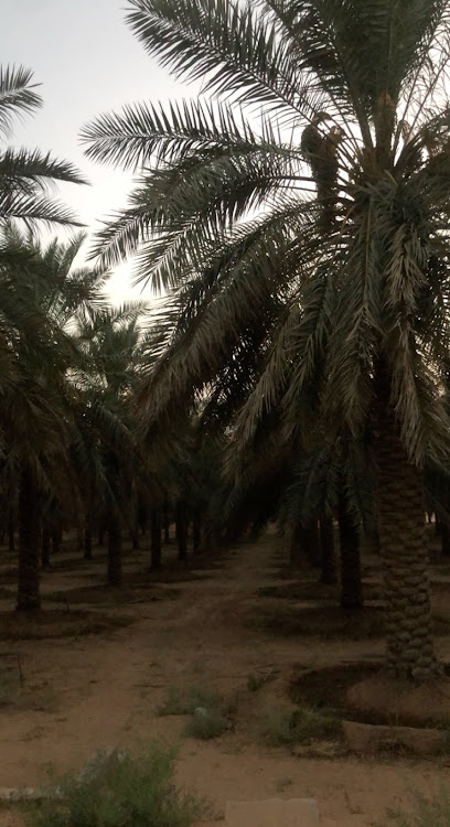 مزرعة غريس - Saudi Arabia|Al Bukayriyah 52755|6P96+R3P