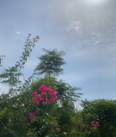 مزرعة محمد قصير عريشي - Samtah - +966 50 577 1405
