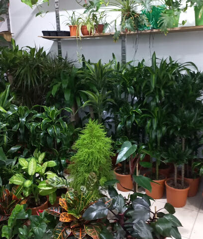 مشتل روعه - Al Khobar - +966 56 185 2008