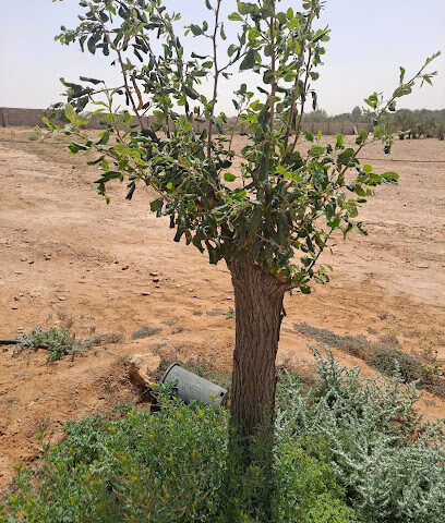 مزرعة (الغُبية) - As Sufurrat -