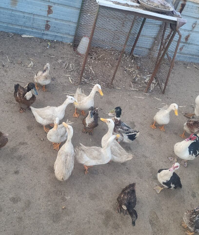ينبوع البط السحري - Safwa - +966 56 707 9998