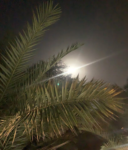 مزرعة التويقعي. - Al Fuqayyir -