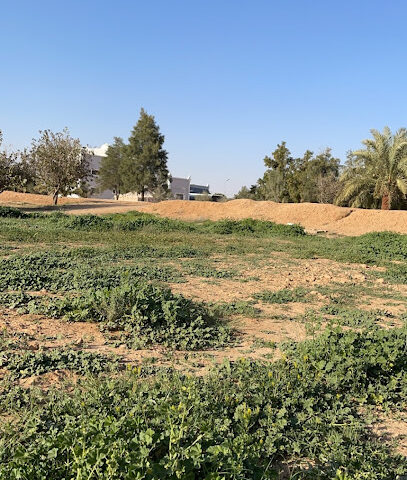 مزرعة الخالدية-لصاحبها خالد البلالي - Sudair Industrial And Business City - +966 55 348 1802
