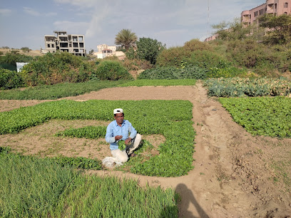 Organic Vegetable Farm مزرعة خضروات عضوية - Abha -