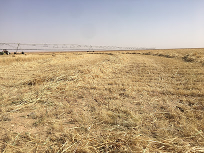 مزرعة بن سعدون Ben-saadon farms - Hajrat al Khinbish -