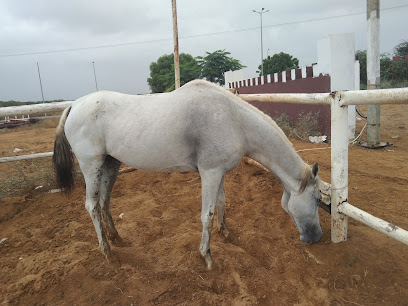نادى الفرسان بضمد - Damad - +966 56 345 8087