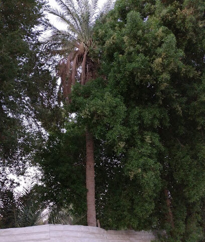 La Mentala Farm - Al Qatif - +966 50 588 4088
