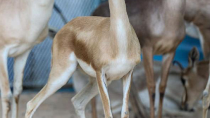 Birds farm taif - Taif - +966 54 122 2705