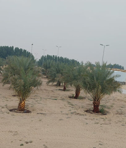 مزرعة الفراج - Buqayq - +966 56 146 7768