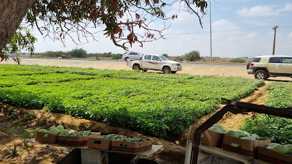مزرعة علي عقيل للورقيات والخضار - Abu Arish - +966 55 776 6626