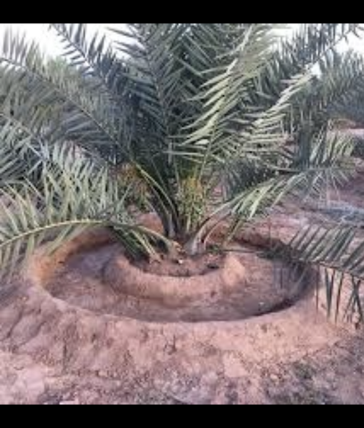 مزرعة ابناء خالد خيرالله الطالب - Sakaka - +966 54 966 4424