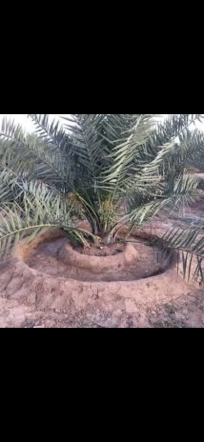 مزرعة ابناء خالد خيرالله الطالب - Saudi Arabia|Sakaka 72444|east laqaiet
