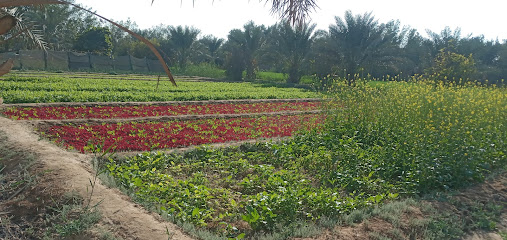 Alhumaidans farm - Safwa -