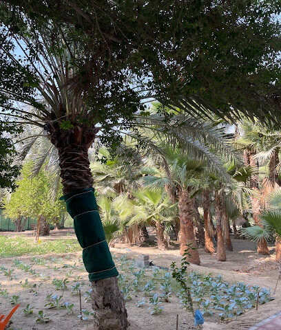 Abu Ahmad Family Farm - Safwa -
