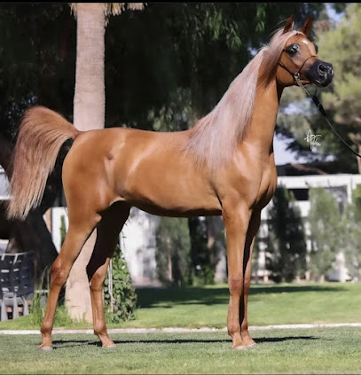 مربط عز مكة للخيل العربية الاصلية - Mecca - +966 56 166 5842