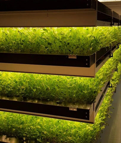 Mowreq Specialized Agriculture Company - Jeddah - +966 12 622 5005