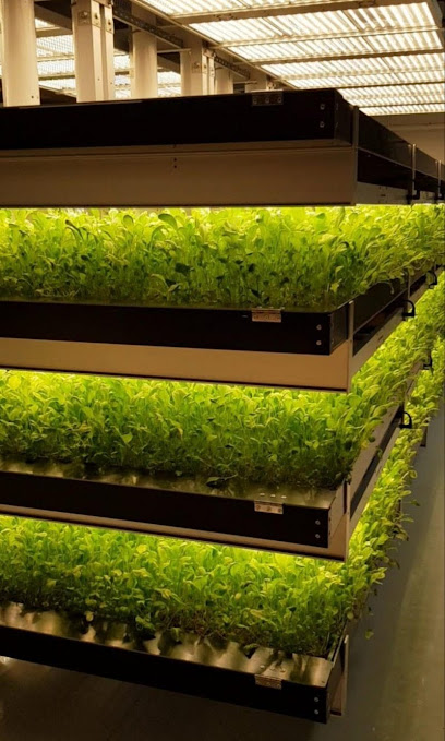 Mowreq Specialized Agriculture Company - Saudi Arabia|Jeddah 22423|Aziziyah|King Fahd Br Rd
