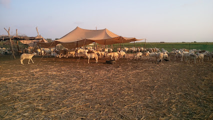 The Farmer - جازان - +966 54 030 4646