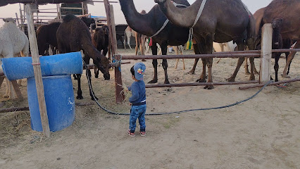 Camel Milk Point - Dammam -