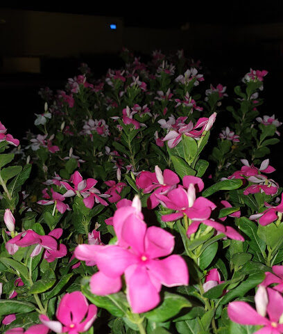 Al Tarf farm - Jeddah - +966 50 054 4517