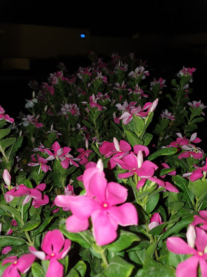 Al Tarf farm - Saudi Arabia|Jeddah 23648|Madinatas Sultan|M6XP+RPV