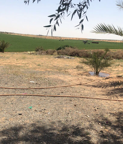 مزرعة سعود بن عبدالمحسن العقيلي - Al Bukayriyah -