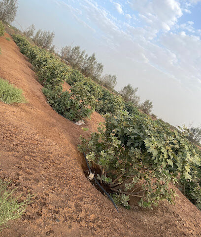 مزرعة ابراهيم التويجري - Uyun Al Jawa - +966 55 452 5557