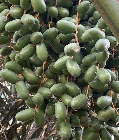 مزرعة عبدالرحيم منور المخلفي -  - +966 50 549 1070