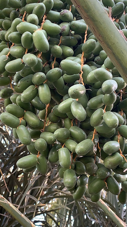 مزرعة عبدالرحيم منور المخلفي -