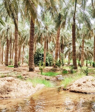 مزرعة ابراهيم عبدالعزيز صالح المحيميد - Al Bukayriyah -