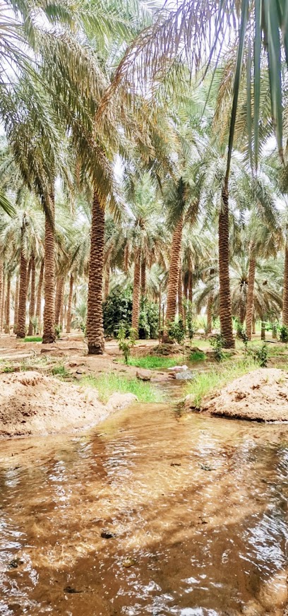 مزرعة ابراهيم عبدالعزيز صالح المحيميد - Saudi Arabia|Al Bukayriyah 52752|6M7V+7H