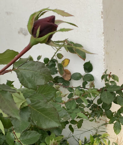 بيع شتلات زراعية -  - +966 53 013 3005