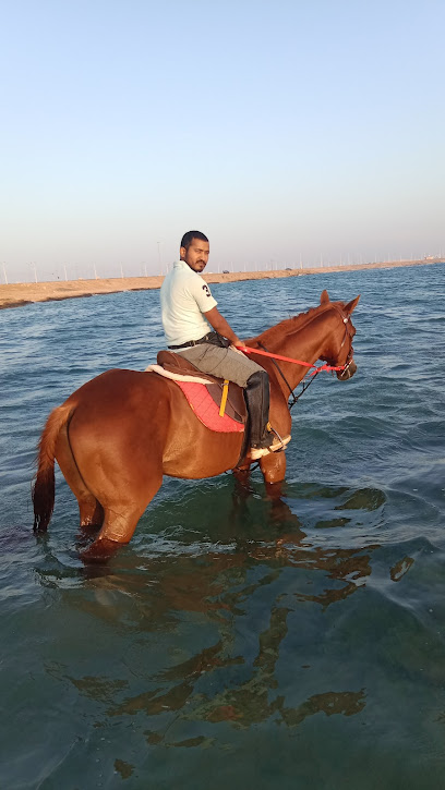 Rabigh Horseback riding Club - Saudi Arabia|5252