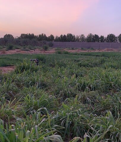 مزرعة الوادي - Ad Dilam - +966 53 448 1614