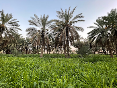 AnNasban’s Farm - Riyadh Province -