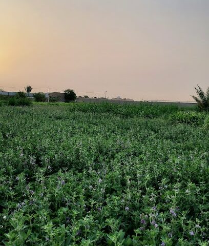 مزرعة نجد ببرقة البيع الأغنام الصنف - Ad Dilam - +966 55 510 8699