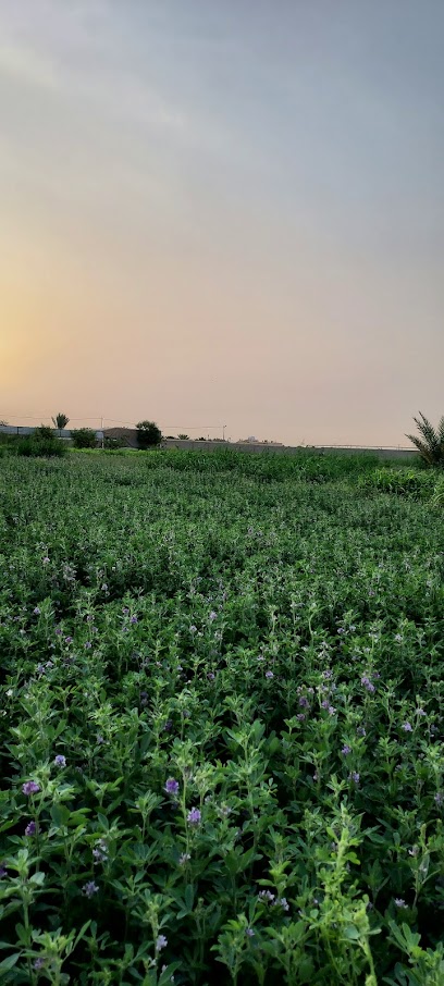 مزرعة نجد ببرقة البيع الأغنام الصنف - Saudi Arabia|Ad Dilam 16221|King Fahd Rd
