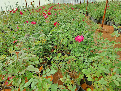 Adowa hail مشتل أضواء حايل الزراعية - Hail - +966 50 267 0167