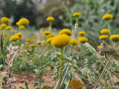 مزرعة نجد -  -