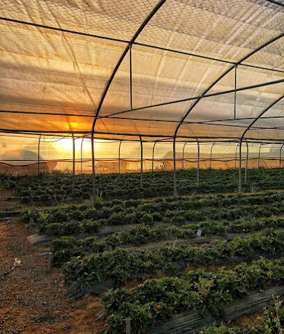 Strawberry Farm - Abha - +966 55 190 0766