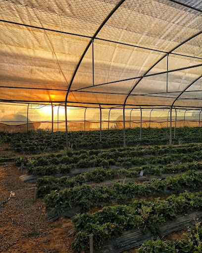 Strawberry Farm - Saudi Arabia|Abha 62519|قرية شعف آل ويمن،
