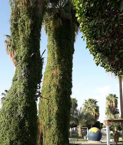 حديقة - Taif -