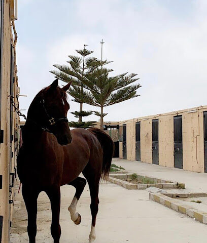 اسطبل السلاطين للفروسيه - متجر مستلزمات الخيل - Abha - +966 53 252 5444